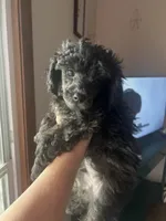 Rider, a male Poodle - Toy  for sale in Republic, MO – 1 of 3