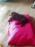 Rider, a male Poodle - Toy  for sale in Republic, MO – 2 of 3