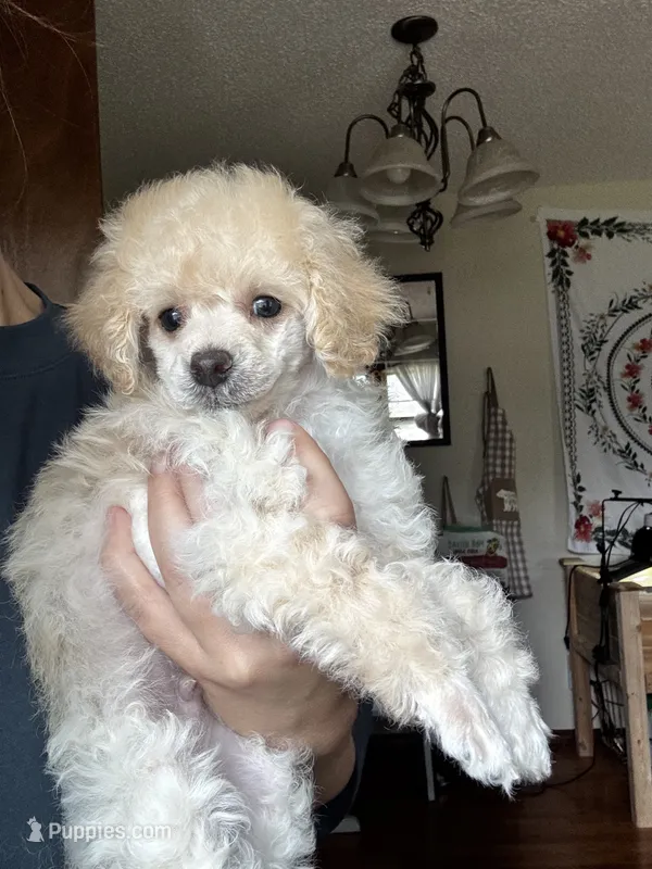 Binny – Poodle - Toy  puppy for sale in Republic, MO