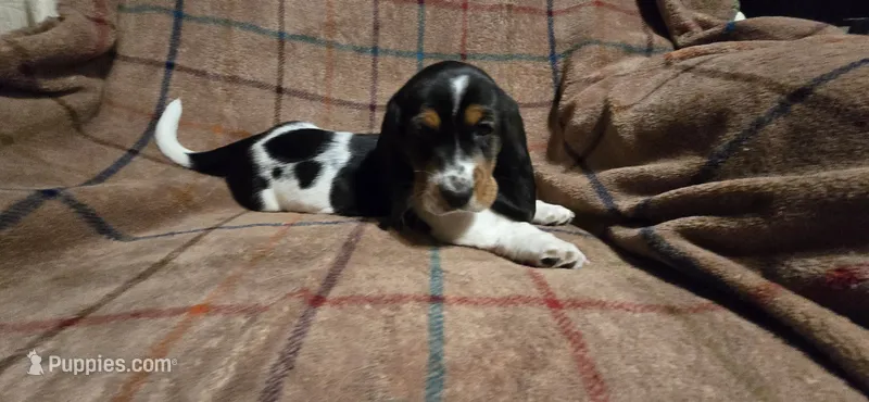 Lite pink collar - AKA Sliver – Basset Hound puppy for sale in Montgomery, IL
