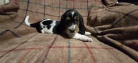 Lite pink collar - AKA Sliver, a female Basset Hound for sale in Montgomery, IL – 1 of 1