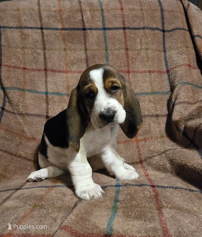 Dark pink AKA Daphne  – Basset Hound puppy for sale in Montgomery, IL