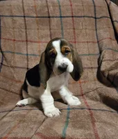 Dark pink AKA Daphne , a female Basset Hound for sale in Montgomery, IL – 1 of 1