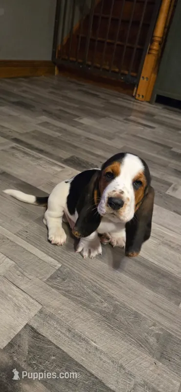 Blue collar -AKA Thurman – Basset Hound puppy for sale in Montgomery, IL