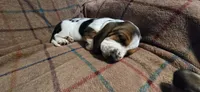 BLACK COLLAR/ ORANGE AKA Thurston, a male Basset Hound for sale in Montgomery, IL – 2 of 2