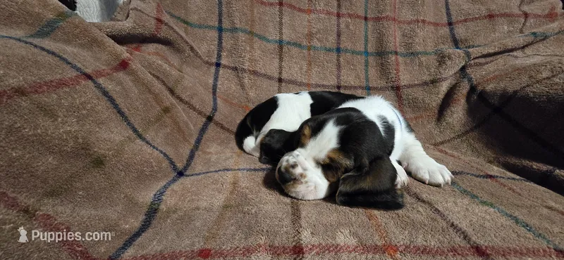 Blue collar -AKA Thurman – Basset Hound puppy for sale in Montgomery, IL