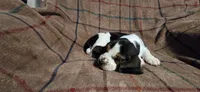 Blue collar -AKA Thurman, a male Basset Hound for sale in Montgomery, IL – 1 of 1