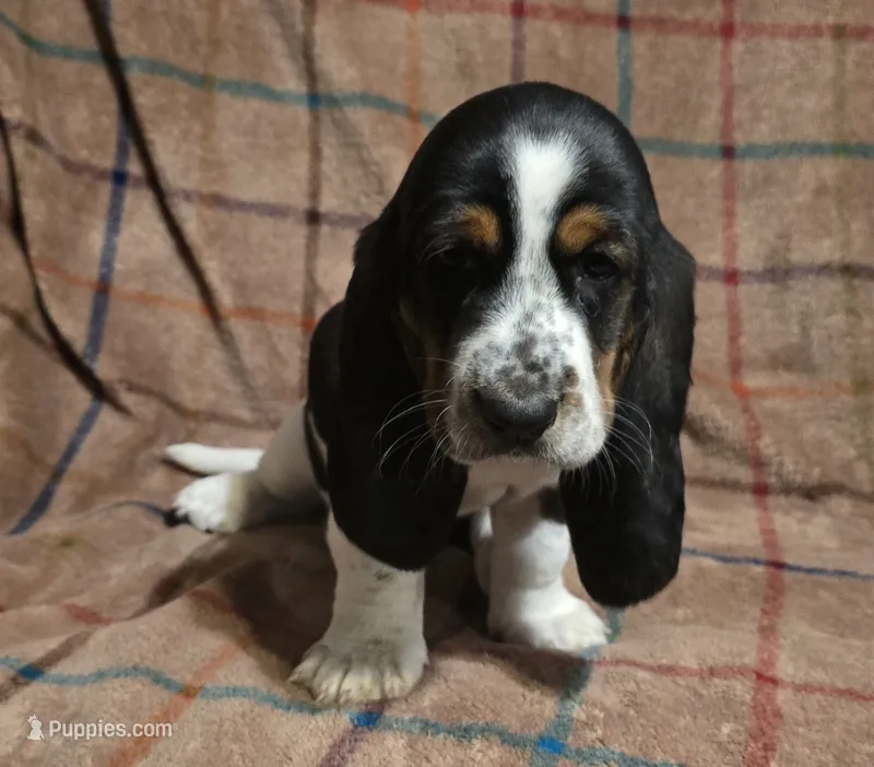 Green collar AKA Browser – Basset Hound puppy for sale in Montgomery, IL