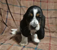 Green collar AKA Browser, a female Basset Hound for sale in Montgomery, IL – 1 of 1