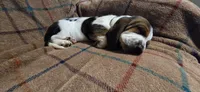 BLACK COLLAR/ ORANGE AKA Thurston, a male Basset Hound for sale in Montgomery, IL – 1 of 2