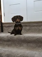 Luna , a  Dachshund for sale in Bellingham, WA – 9 of 10