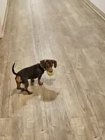 Luna , a  Dachshund for sale in Bellingham, WA – 8 of 10