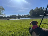Luna , a  Dachshund for sale in Bellingham, WA – 3 of 10