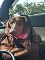 Luna , a  Dachshund for sale in Bellingham, WA – 6 of 10