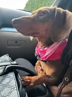 Luna , a  Dachshund for sale in Bellingham, WA – 5 of 10