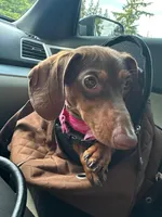 Luna , a  Dachshund for sale in Bellingham, WA – 4 of 10