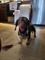 Luna , a  Dachshund for sale in Bellingham, WA – 10 of 10