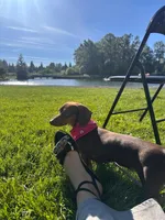 Luna , a  Dachshund for sale in Bellingham, WA – 2 of 10