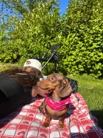 Luna , a  Dachshund for sale in Bellingham, WA – 1 of 10