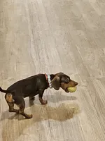 Luna , a  Dachshund for sale in Bellingham, WA – 7 of 10