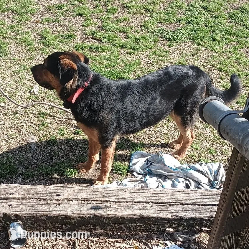 Chunky , a male German Shepherd Dog and Rottweiler for sale in Chester, SC – Photo 3 of 4