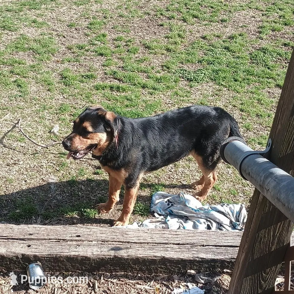 Chunky , a male German Shepherd Dog and Rottweiler for sale in Chester, SC – Photo 2 of 4