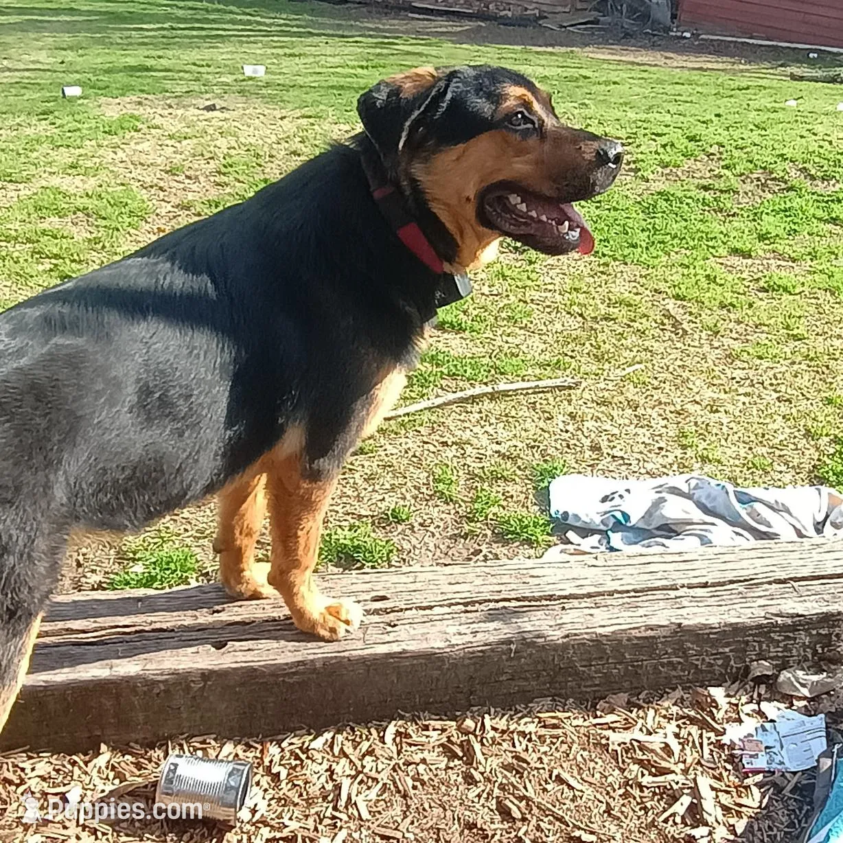 Chunky , a male German Shepherd Dog and Rottweiler for sale in Chester, SC – Photo 4 of 4