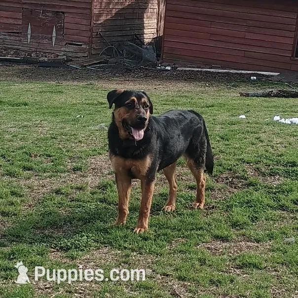Chunky , a male German Shepherd Dog and Rottweiler for sale in Chester, SC – Photo 1 of 4