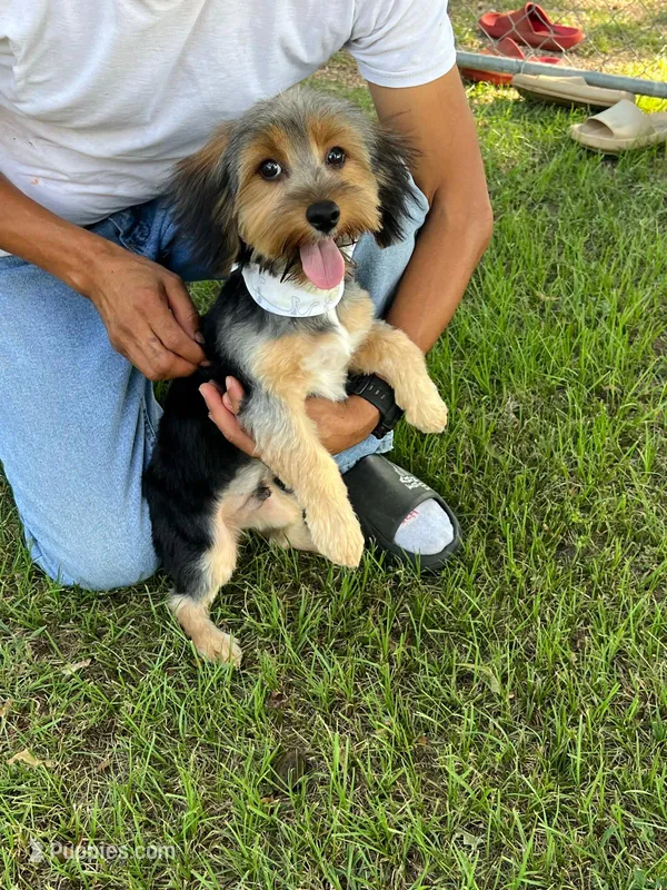 Junior – Yorkshire Terrier puppy for sale in Garrison, TX