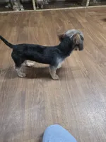 Junior, a male Yorkshire Terrier for sale in Garrison, TX – 7 of 7