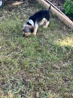 Junior, a male Yorkshire Terrier for sale in Garrison, TX – 3 of 7