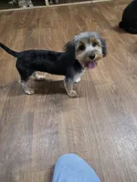 Junior, a male Yorkshire Terrier for sale in Garrison, TX – 6 of 7