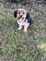 Junior, a male Yorkshire Terrier for sale in Garrison, TX – 4 of 7