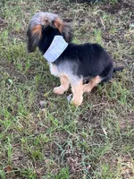 Junior, a male Yorkshire Terrier for sale in Garrison, TX – 5 of 7