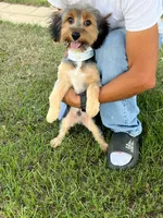 Junior, a male Yorkshire Terrier for sale in Garrison, TX – 2 of 7