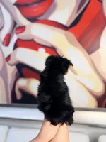 Teddy, a male Yorkshire Terrier for sale in Homestead, FL – 2 of 3