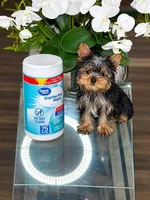 Charlie Teacup, a male Yorkshire Terrier for sale in Homestead, FL – 2 of 3