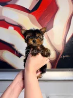 Teddy, a male Yorkshire Terrier for sale in Homestead, FL – 1 of 3