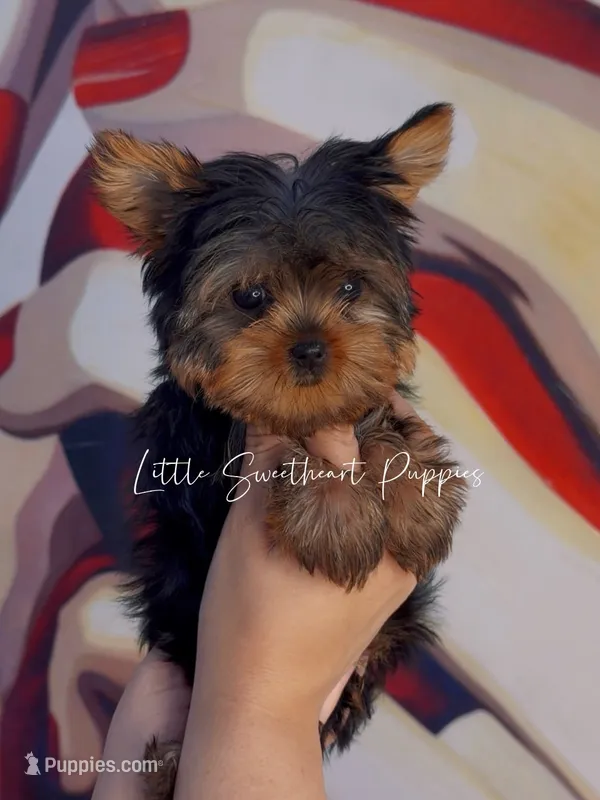 Charlie Teacup – Yorkshire Terrier puppy for sale in Homestead, FL