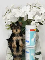 Teddy, a male Yorkshire Terrier for sale in Homestead, FL – 3 of 3