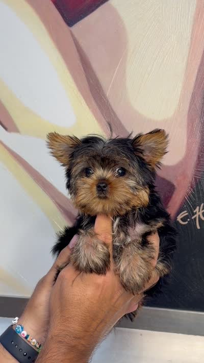 Charlie Teacup, a male Yorkshire Terrier for sale in Homestead, FL – 2 of 2