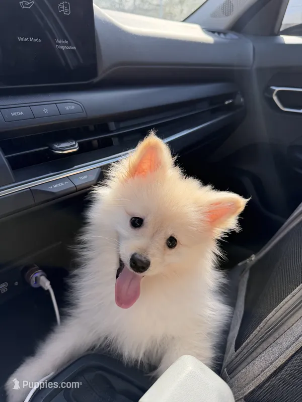 Aspen – Pomeranian puppy for sale in Miami, FL