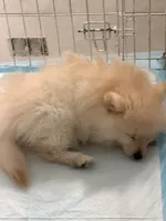 Aspen, a male Pomeranian for sale in Miami, FL – 10 of 10