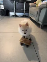 Aspen, a male Pomeranian for sale in Miami, FL – 9 of 10