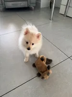 Aspen, a male Pomeranian for sale in Miami, FL – 5 of 10