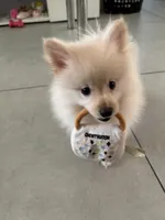Aspen, a male Pomeranian for sale in Miami, FL – 3 of 10