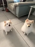 Aspen, a male Pomeranian for sale in Miami, FL – 7 of 10