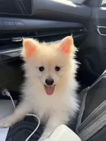 Aspen, a male Pomeranian for sale in Miami, FL – 2 of 10