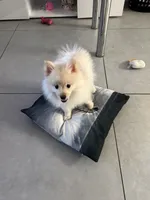 Aspen, a male Pomeranian for sale in Miami, FL – 4 of 10