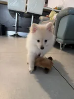 Aspen, a male Pomeranian for sale in Miami, FL – 6 of 10